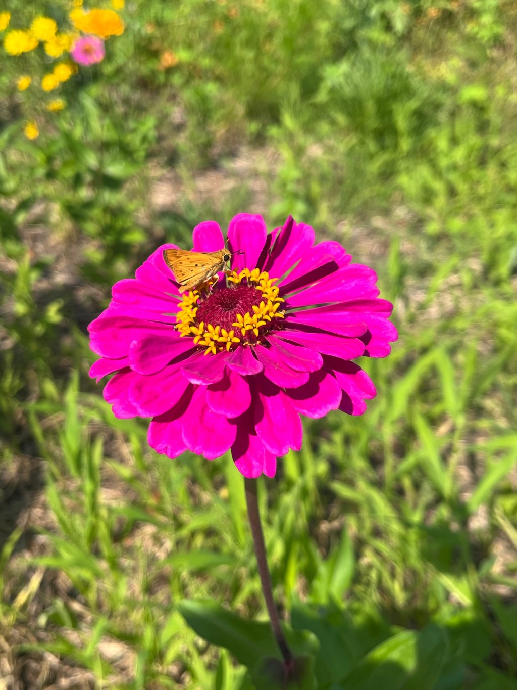 Dysregulation, Anxiety and&nbsp;Paralysis